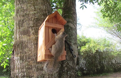 baby squirel on a tree house
